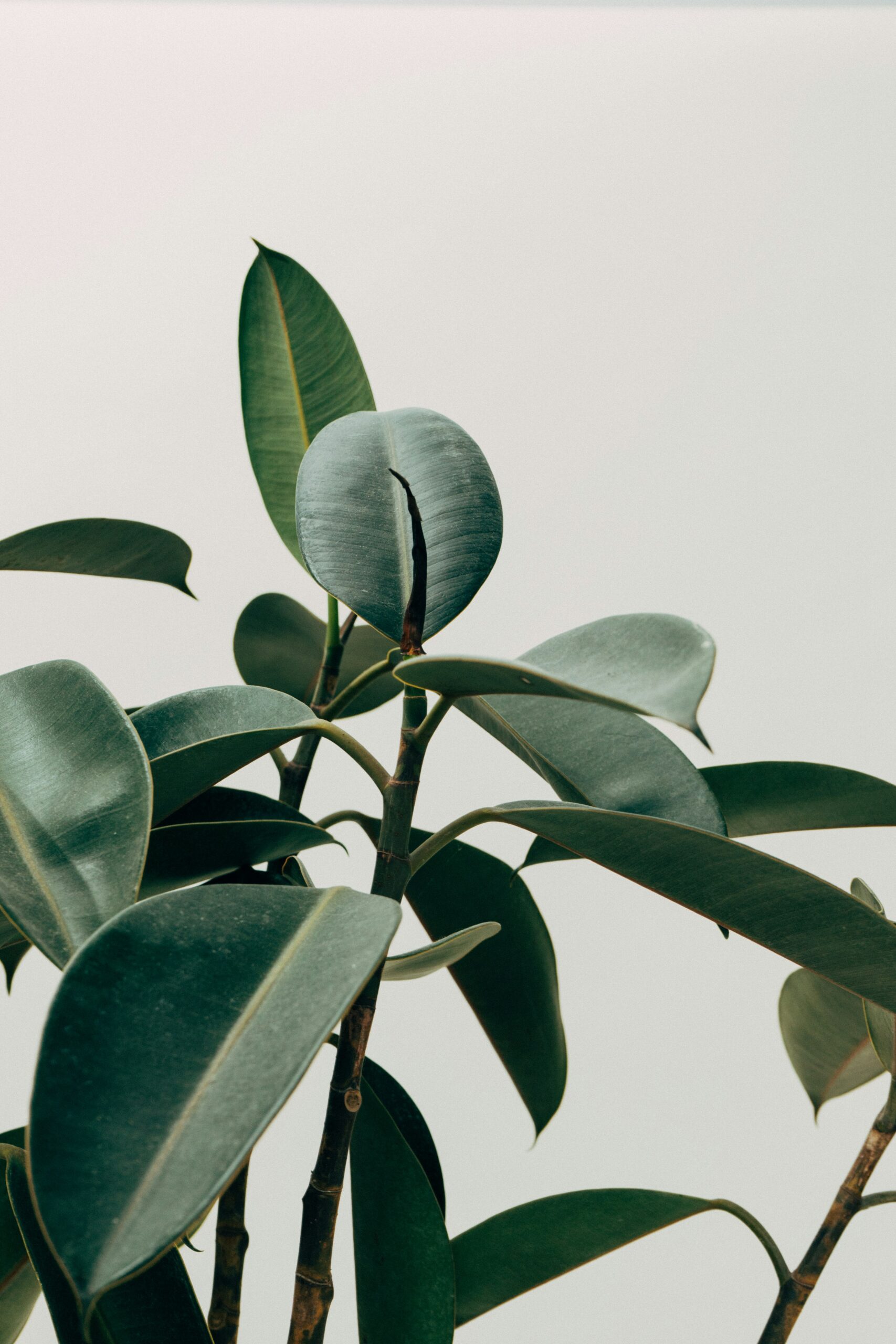 ASD Mum Club: A Calm Space for Mums Who Do It All